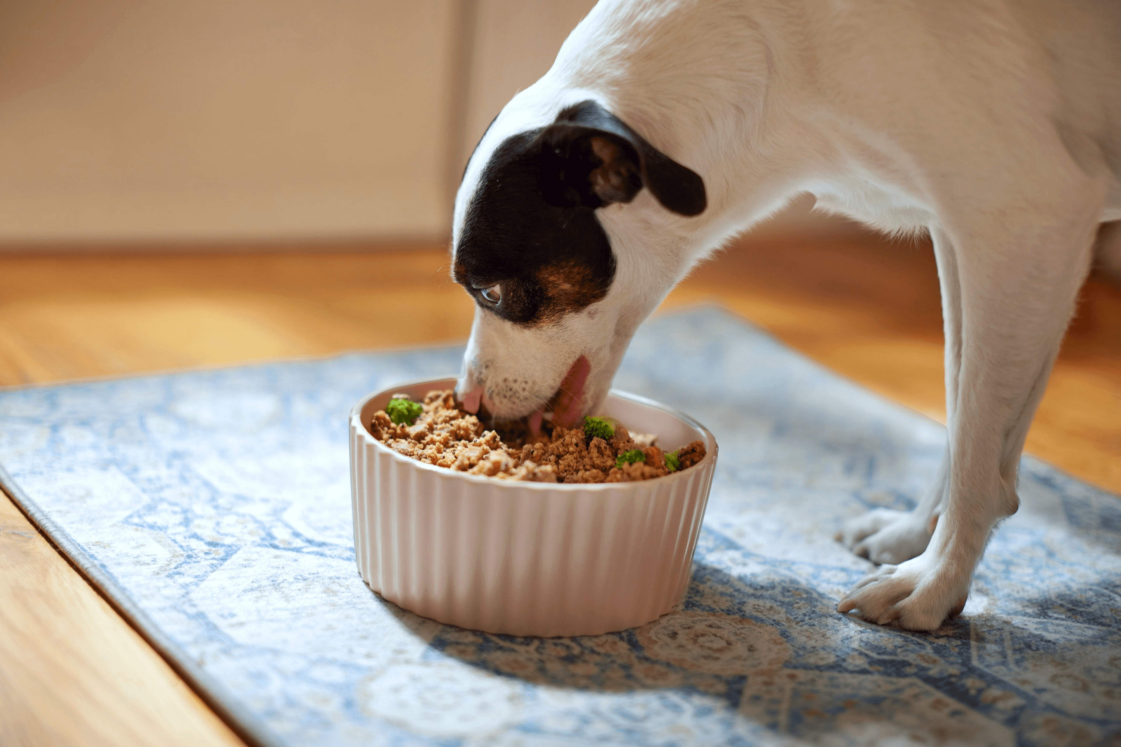 Dog eating PetPlate food from a bowl