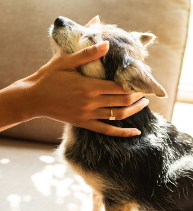 Dog getting pet 