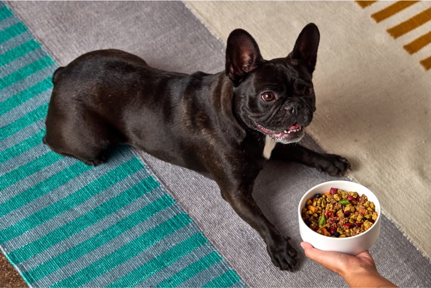 PDP slide 3 - freshbaked chicken - dog looking at bowl of freshbaked chicken