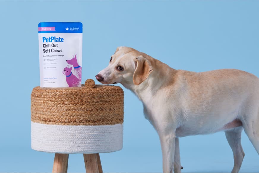 dog looking at packaging